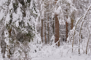 Wintertime landscape of snowy deciduous stand