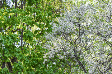 dawn in the spring flowering garden