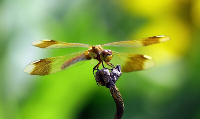 dragonfly on dry a leaf