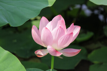 A pink lotus flower on a background of green leaves