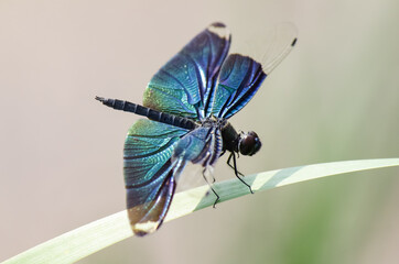 Colorful dragonfly rest on a leaf on a blurry background