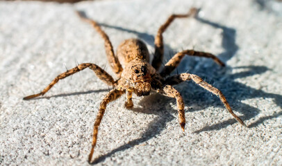 hairy spider on a gray background looks forward