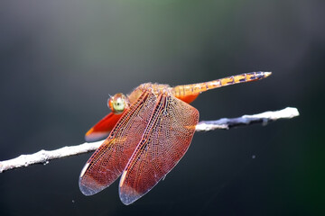 Colorful dragonfly rest on a stalk on a blurry background