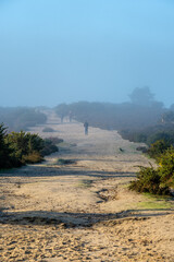 Exercise over Frensham common,
