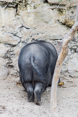 Vietnamese pig in the field, viewed from behind