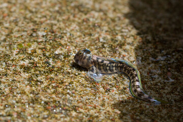 Alticus (Rupiscartes saliens) close-up on the sand of the Red Sea beach, Egypt