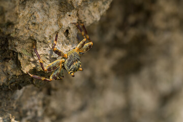 Beautiful crab (Brachyura) on the coastal rocks on the Red Sea. Egypt