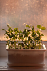 greens, microgreens peas on a window in a white container with drops and orange bokeh in the background selective focus, organic and healthy food concept, superfood