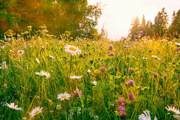 Fototapety  Kwitnąca łąka ze stokrotkami koniczyny w słońcu.