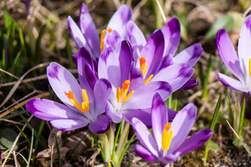 purple crocus flowers on natural ground background