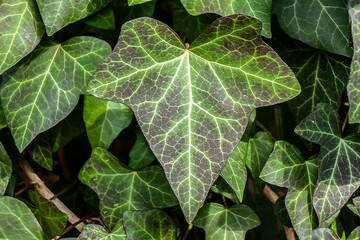 big green ivy leaf with natural pattern
