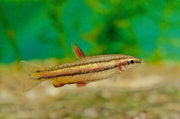Fototapeta premium Nannostomus trifasciatus