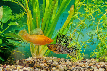Poecilia velifera