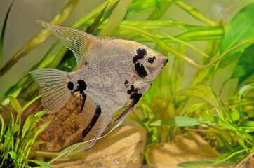 Obraz premium Pterophyllum altum