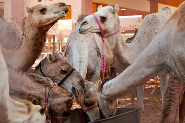 Feeding camles at a camel market near Al Ain, UAE, where camels are sold mainly for camel races