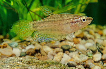 Fototapeta premium Croaking gourami