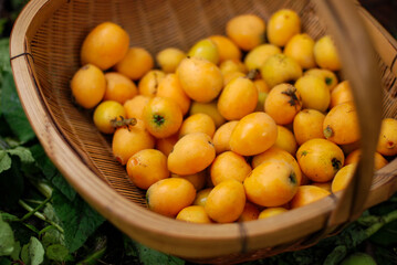 家庭菜園のフルーツ、びわの実の収穫