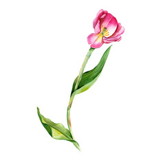 Illustration of watercolor hand drawn set of pink tulips isolated on white background.