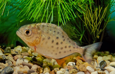 Obraz premium Red-bellied piranha