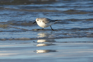 les oiseaux sur la plage