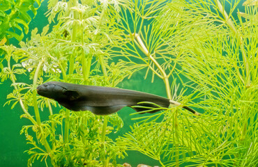 Black ghost knifefish