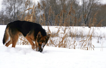 Stray Dog looking for something in the snow