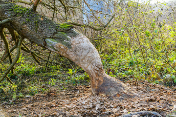 fallen tree gnawed by a beaver
