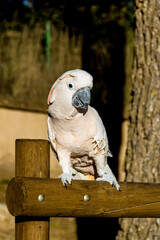 cockatoo in safari park of aitana, alicante