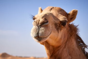 Fototapeten A portrait of a camel in the UAE desert farm near Abu Dhabi © Svetlaili