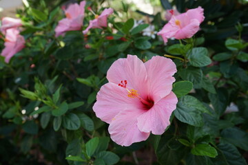 Pink hibiscus flower on a green leaves blurred background - ピンク ハイビスカス 花 ハワイ