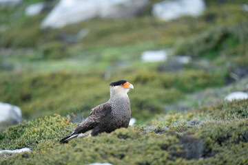 The Crested Caracara (Polyborus plancus)