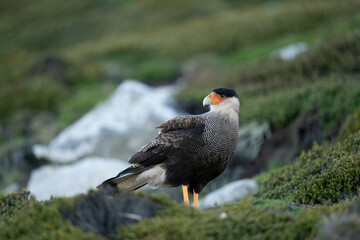 The Crested Caracara (Polyborus plancus)