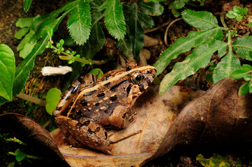 Kirtisinghe's Frosch (Fejervarya cf. kirtisinghei) - Sri Lanka // Kirtisinghe's frog (Fejervarya cf. kirtisinghei) - Sri Lanka  © bennytrapp