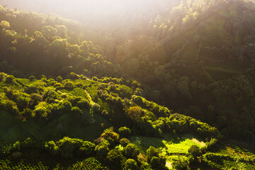 Coffee fields in Costa Rica aerial drone photograph 