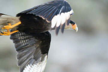 The Crested Caracara (Polyborus plancus)