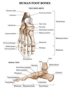 Foot Bones Anatomy Composition