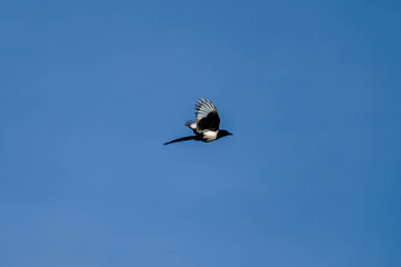 Fototapeta na wymiar volatile magpie flying free in the sky