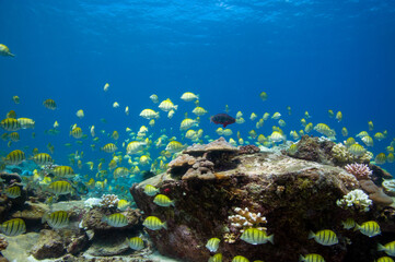 Naklejka na ściany i meble School of yellow Convict Tangs fish (Acanthurus triostegus). Seychelles