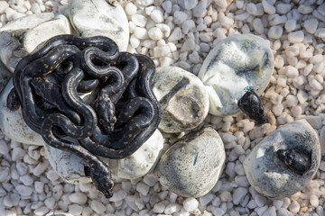 Incubation and hatching of captive bread Diamond Pythons