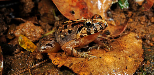 Kirtisinghe's frog (Fejervarya cf. kirtisinghei) - Sri Lanka // tropischer Frosch (Fejervarya cf. kirtisinghei) - Sri Lanka 