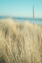 Fototapeta premium golden wheat field 
