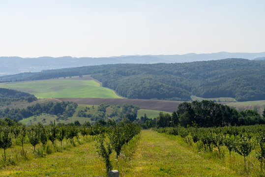 Moravia vinery in the begining of spring, grape vine lines with green grass between them are prepared for season