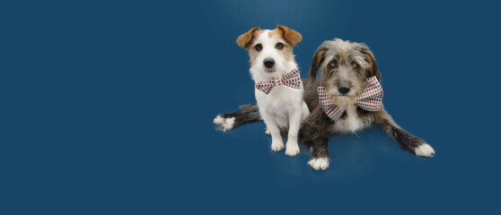 Two dogs celebrating birthday or carnival wearing a checkered bow tie. Isolated on blue background.