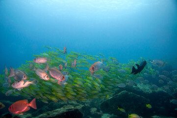 Fototapeta na wymiar Moontail Bullseye or Crescent-Tailed Bigeye (Priacanthus hamrur), with a school of yellow snappers in the background. Seychelles