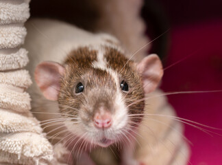 Adorable pet rat