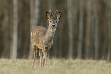 Naklejka na ściany i meble young roebuck grazing on the meadow. Roe deer in the spring landscape. Capreolus capreolus,