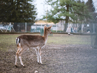 biche jardin de ville