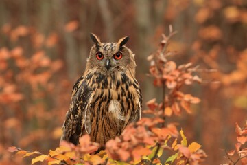 portrait of a beautiful eagle owl in the autumn nature. Bubo bubo. Beautiful eagle owl sitting on the branch. Wildlife scene from nature. - obrazy, fototapety, plakaty