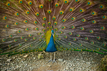 Obraz premium Male peacock with beautiful mating plumage