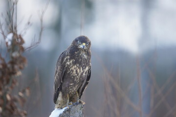 the common buzzaerd sitting on the stump. Buteo buteo. Winter scene with a buzzard. 